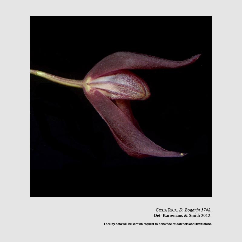 Dracontia hydra
